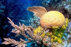 Roatan, Coolpix 5000 by Larry Polster 